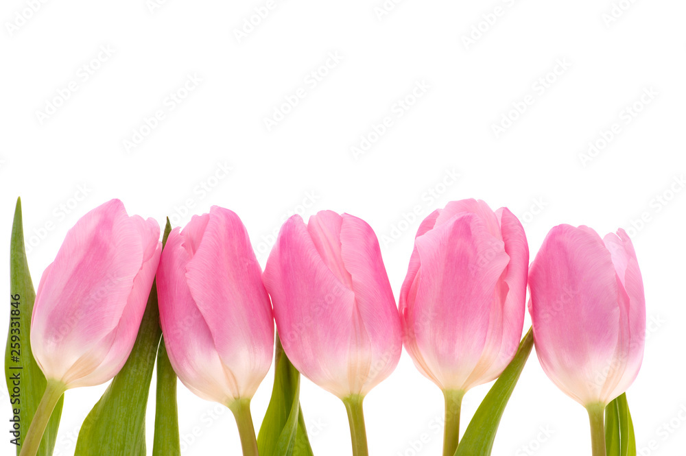 Pink tulips flowers isolated on white background.