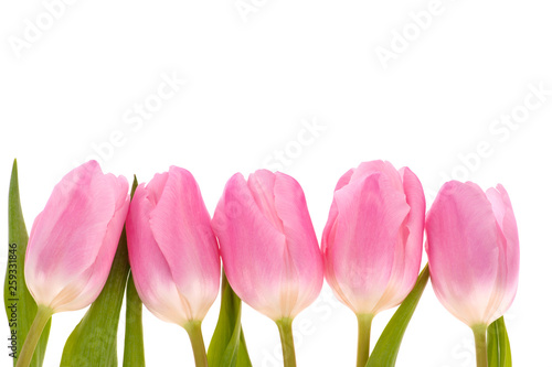 Pink tulips flowers isolated on white background.