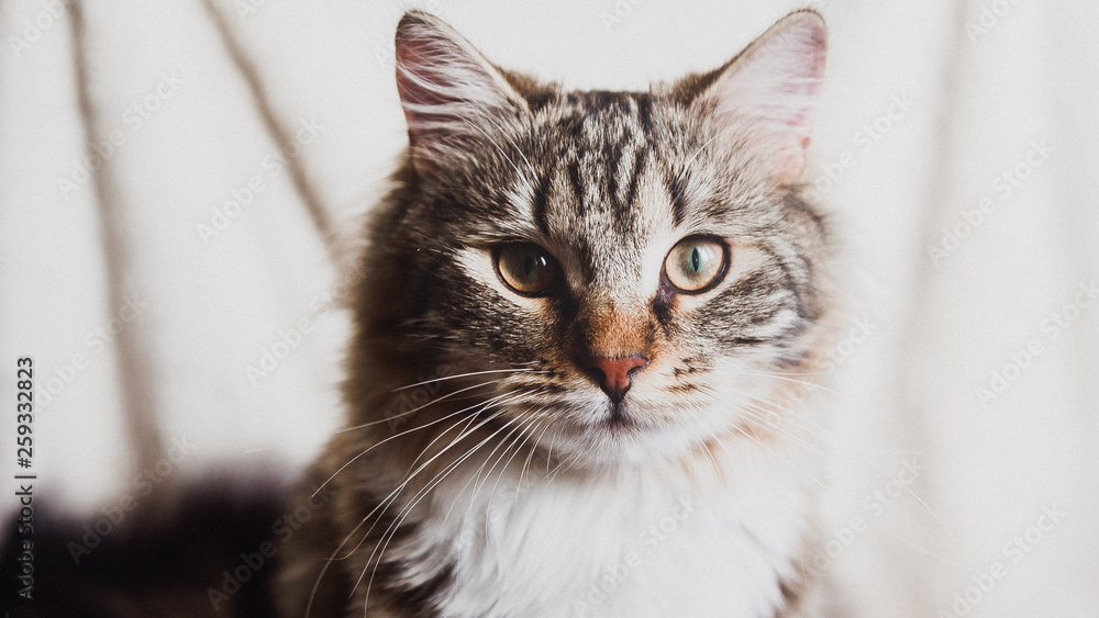 cute brown striped cat looking at you close up portrait horizontal cute brown striped cat looking at you close up portrait horizontal
