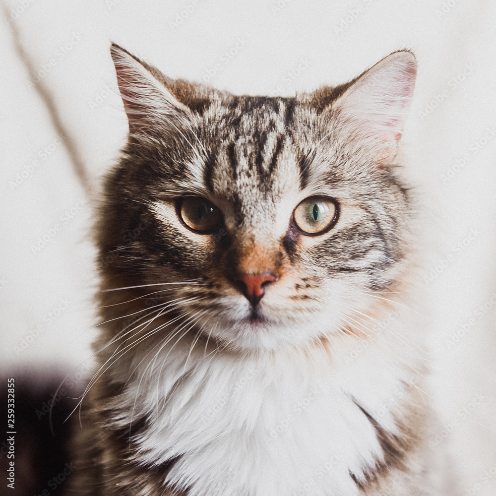 cute brown striped cat looking at you portrait square cute brown striped cat looking at you portrait square
