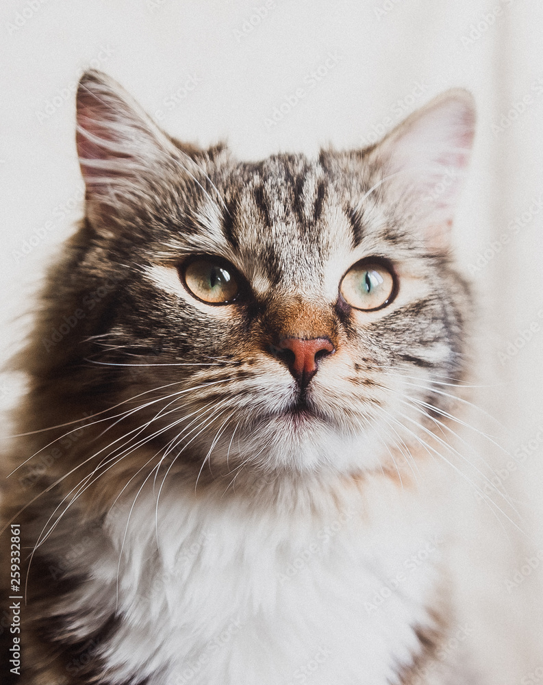 cute brown striped prideful cat portrait vertical