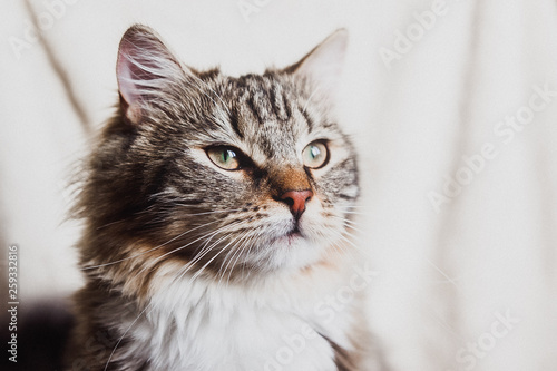 cute brown striped prideful cat portrait horizontal © Anna