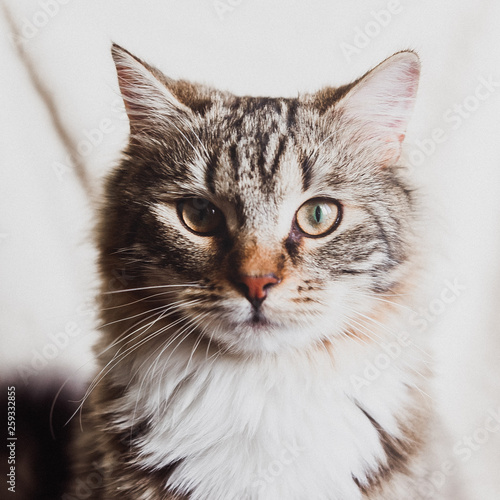 cute brown striped cat looking at you portrait square © Anna