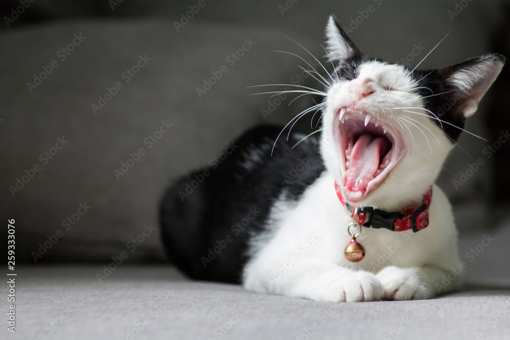 Selective focus of Cat lying of sofa and yawning with copy space