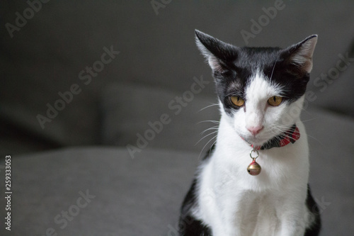 Cute front of cat sit on sofa with copy space