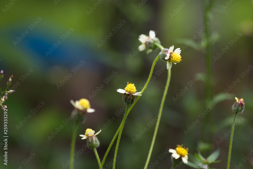 Selective focus picture of daisies flowers in garden with copy space on blurred nature view in background in the morning Selective focus picture of daisies flowers in garden with copy space on blurred nature view in background in the morning