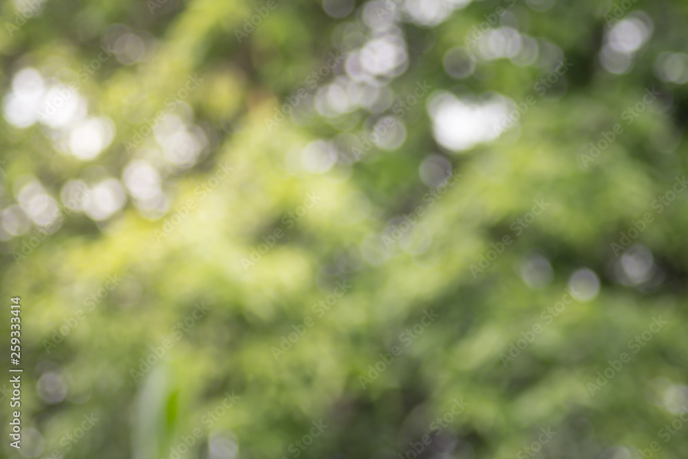 Fototapeta premium Blurred picture of green nature background bokeh