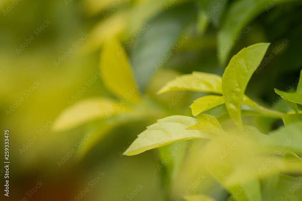 Close up nature view of green leaf on blurred green background with copy space Close up nature view of green leaf on blurred green background with copy space