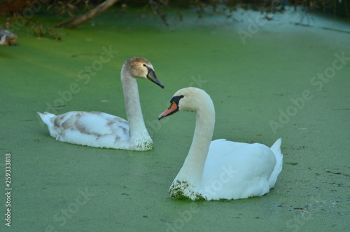 Fototapeta Naklejka Na Ścianę i Meble -   Mute swans in a polluted river