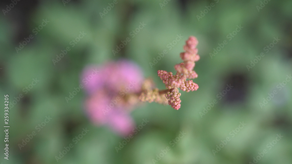 Beautiful blooming pink flower in the garden. Summer time Beautiful blooming pink flower in the garden. Summer time