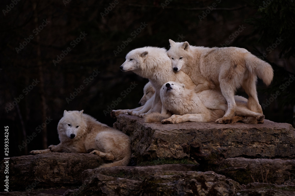 Fototapeta premium Loups arctiques