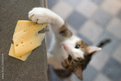 Domestic cat trying to steal slice of cheese from a table.