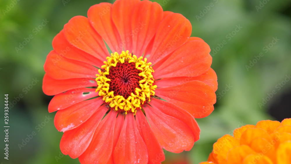 Beautiful blooming red flower in the garden. Summer time Beautiful blooming red flower in the garden. Summer time