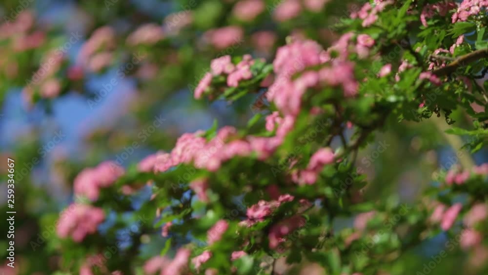 Beautiful blooming bright spring trees with first fresh foliage and flowers growing outdoors on sunny spring day. Branches isolated on blue sky background. Real time full hd video footage. Beautiful blooming bright spring trees with first fresh foliage and flowers growing outdoors on sunny spring day. Branches isolated on blue sky background. Real time full hd video footage.