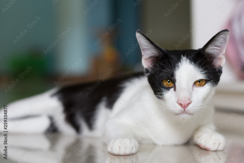 Cat lying on tile in home and looking at camera with reflection of cat on tile