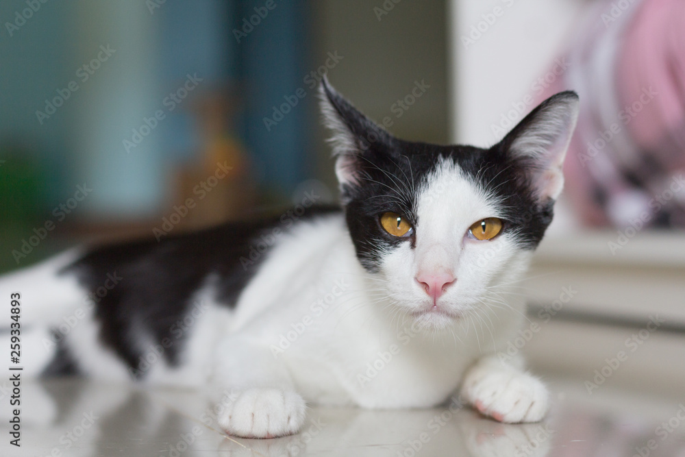 Cat lying on tile in home and looking at camera with reflection of cat on tile