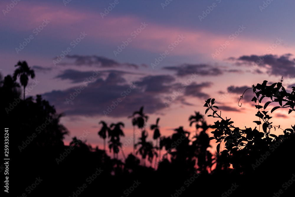 Selective focus of leav e Silhouette picture of coconut tree in twilight sky in evening