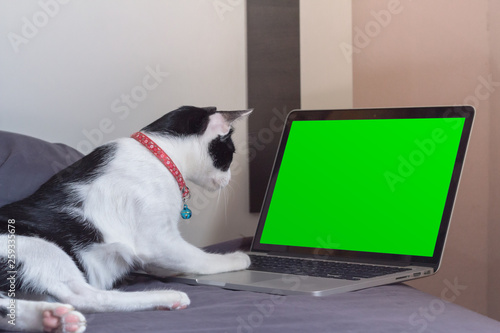 Concept , Cat working hard with notebook and green screen