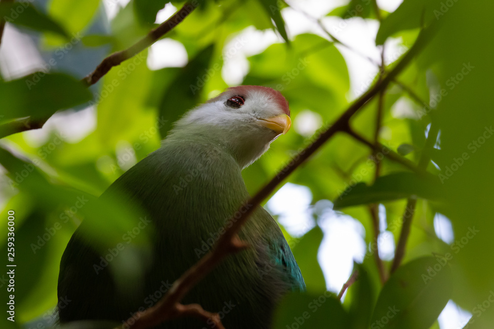 Red-crested turaco (Tauraco erythrolophus) Red-crested turaco (Tauraco erythrolophus)