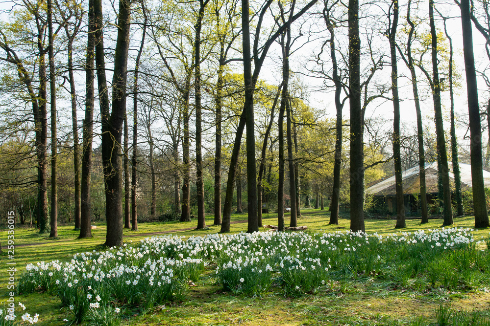 Obraz premium parc 