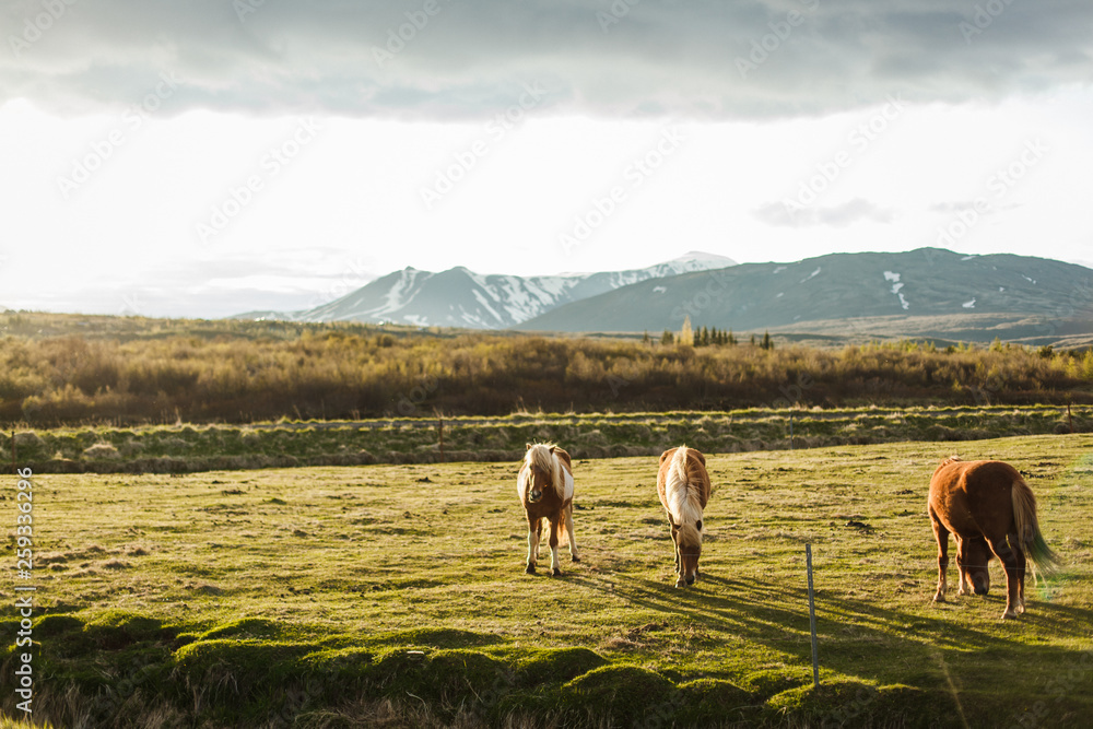 Fototapeta premium Icelandic horses graze in the meadow. Breeding Icelandic horses eat grass and moss in Iceland in summer