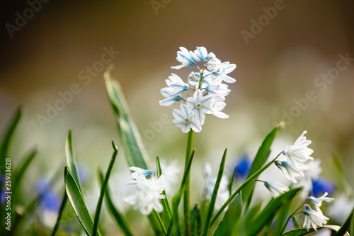 Frühling Deutschland