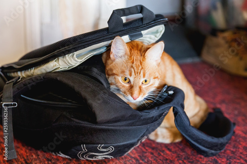 Cute ginger cat sitting in black backpack. Domestic fluffy pet loves to settle in bags. photo