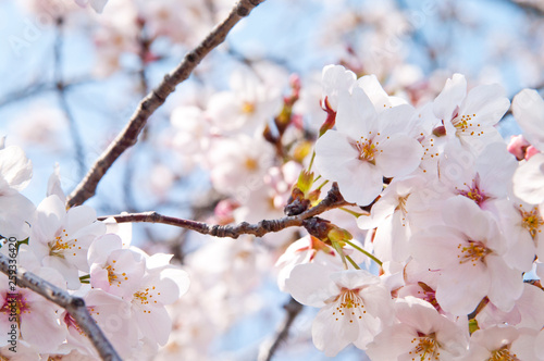 Scientific name is Cerasus ×yedoensis (Matsum.) Masam. & Suzuki ‘Somei-yoshino. 