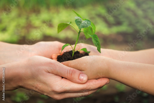 Theme of generations and family relationships. Adult and child are holding in hands seedling