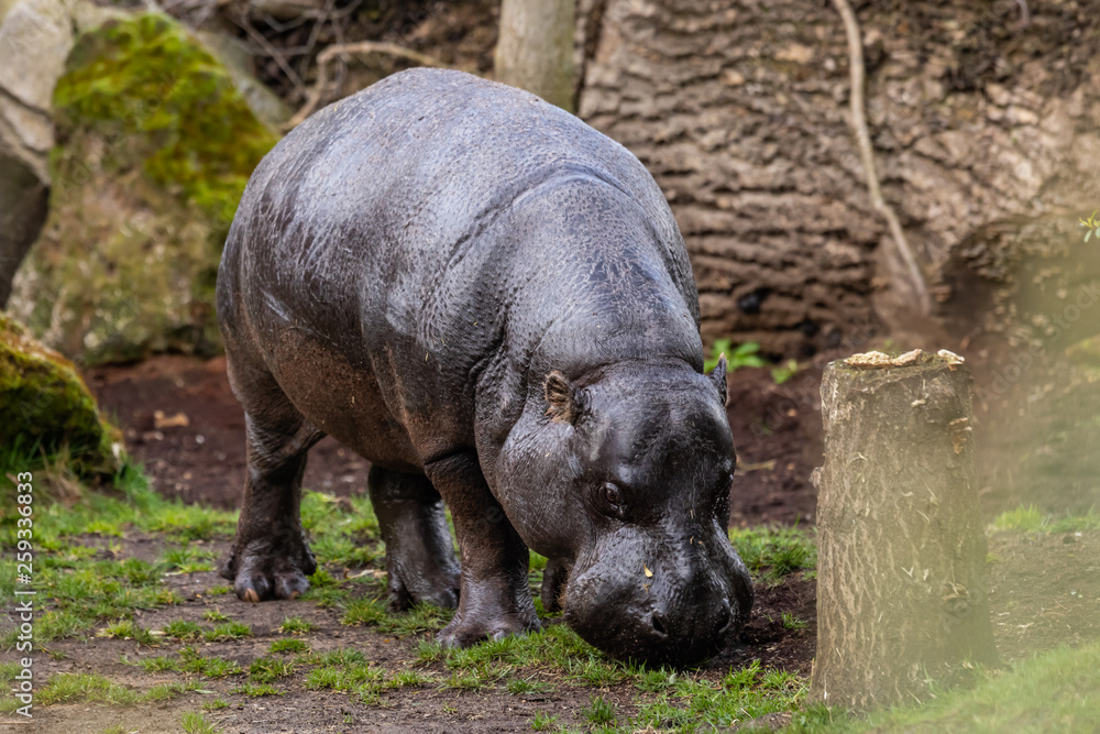 The pygmy hippo (Hexaprotodon liberiensis) The pygmy hippo (Hexaprotodon liberiensis)