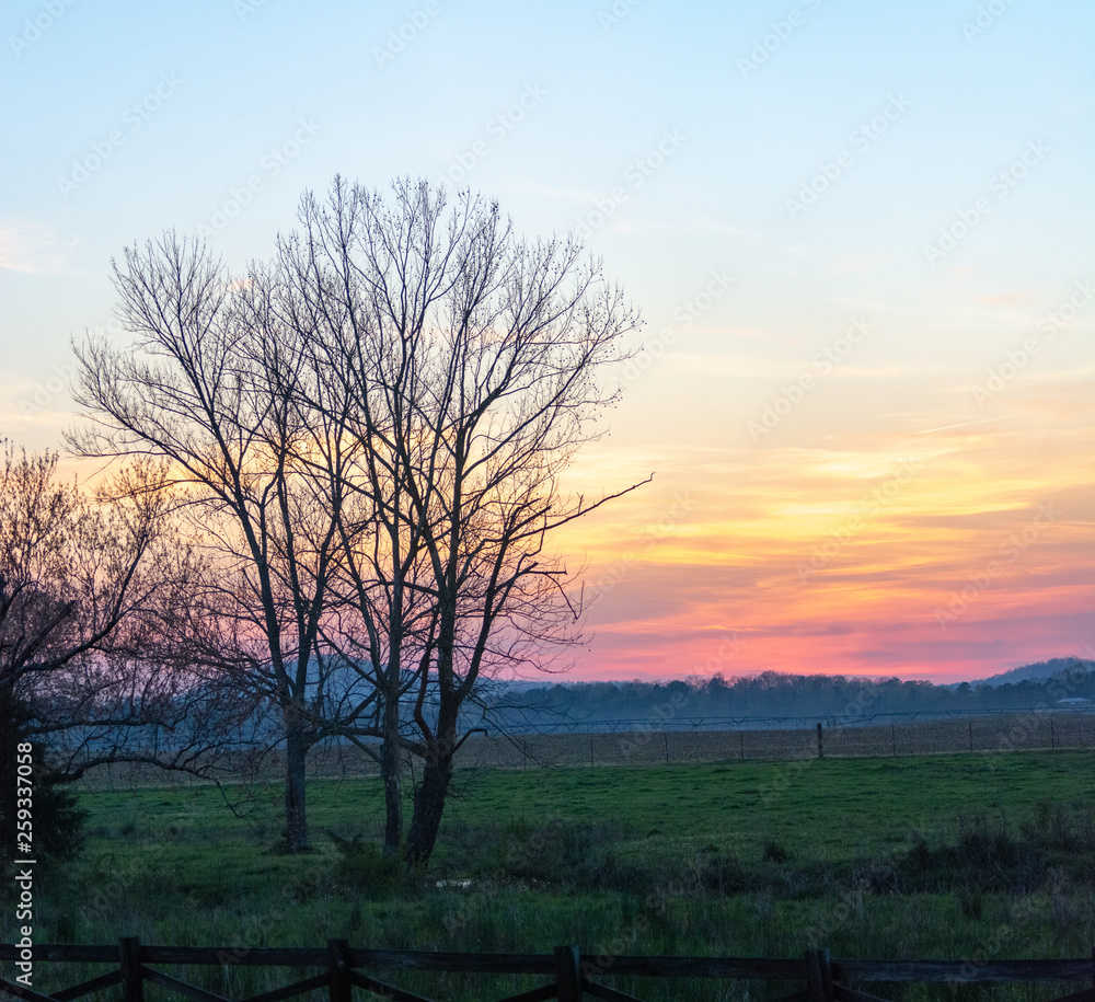 tree on edge of pasture during hazy sunset tree on edge of pasture during hazy sunset