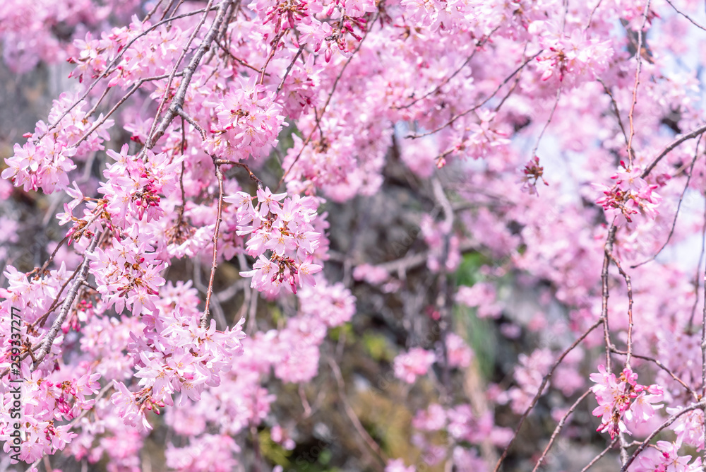 Beautiful cherry blossoms sakura tree bloom in spring in the castle park, copy space, close up, macro. Beautiful cherry blossoms sakura tree bloom in spring in the castle park, copy space, close up, macro.