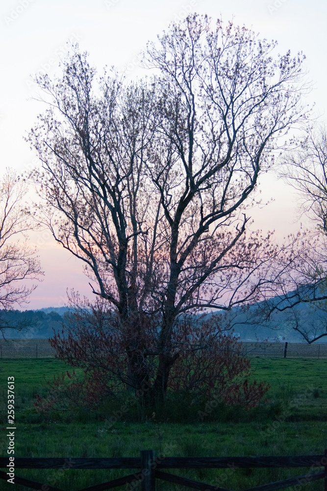 tree on edge of pasture during hazy sunset tree on edge of pasture during hazy sunset
