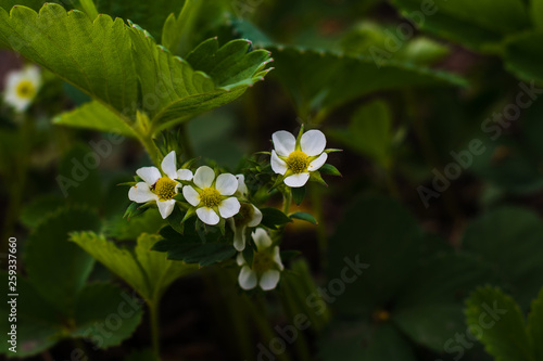 strawberry blooms in natural environment