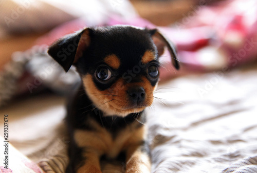 dog 