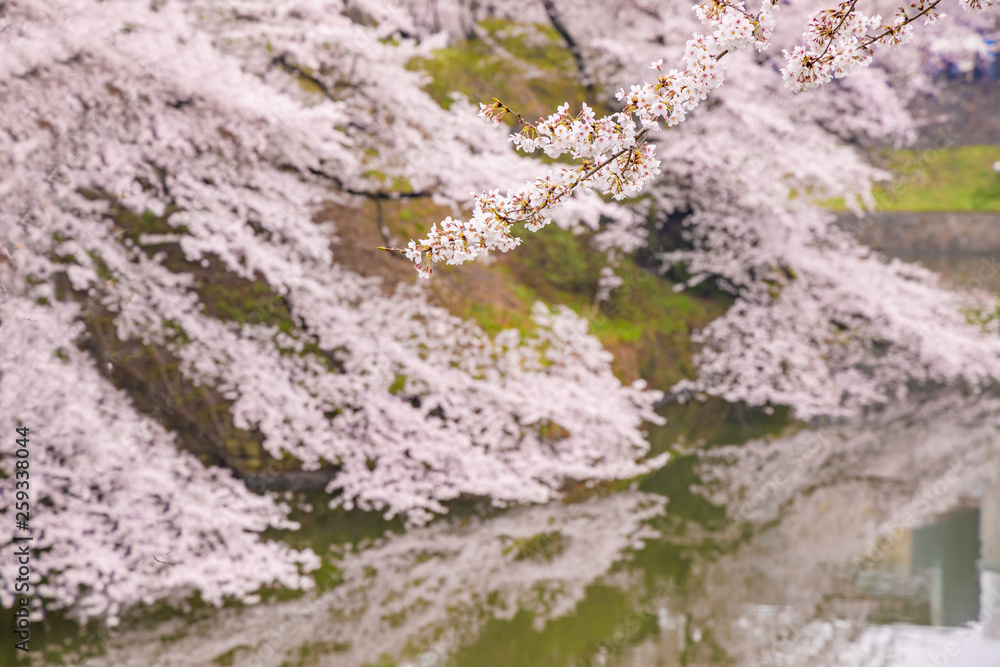 水辺に咲く満開の桜 水辺に咲く満開の桜