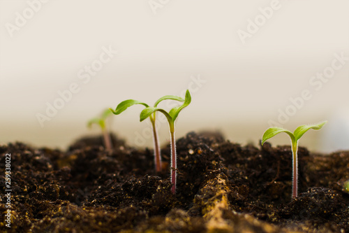 tomato sprouts in the soil close-up