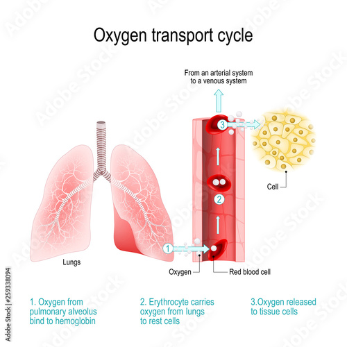 Oxygen transport cycle. Gas exchange in the lung