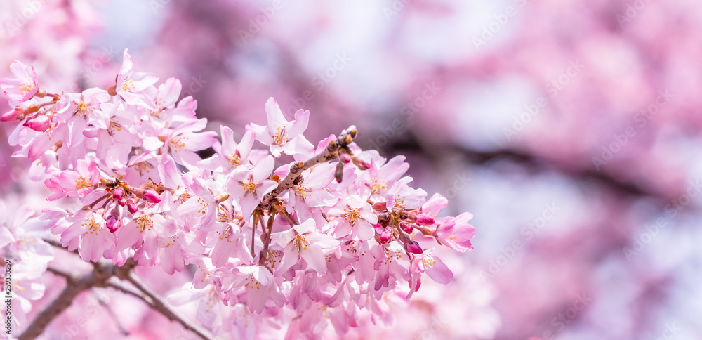 Beautiful cherry blossoms sakura tree bloom in spring in the castle park, copy space, close up, macro. Beautiful cherry blossoms sakura tree bloom in spring in the castle park, copy space, close up, macro.