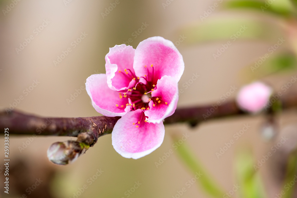 Obraz premium Close-up of Peach Trees Blooming with Peach Blossoms