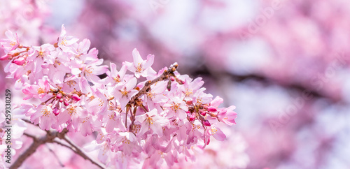 Beautiful cherry blossoms sakura tree bloom in spring in the castle park  copy space  close up  macro.