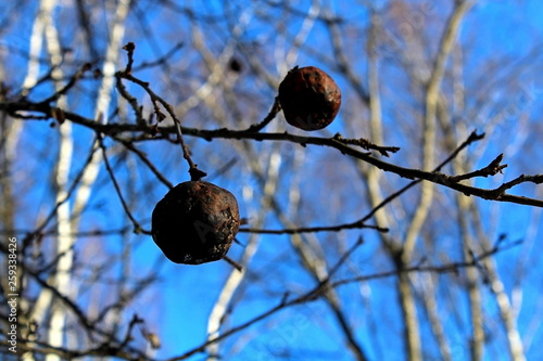 Spoiled apple on tree for a long time