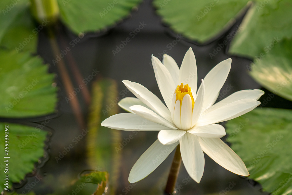 Selective focus close up shot of single white lotus flower blossom blooming with bee and blurred clear water in the pond and green lotus leaf. The meaning of purity and devotion in buddhism. Selective focus close up shot of single white lotus flower blossom blooming with bee and blurred clear water in the pond and green lotus leaf. The meaning of purity and devotion in buddhism.