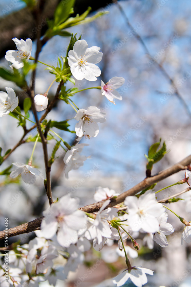 Scientific name is Cerasus ×yedoensis (Matsum.) Masam. & Suzuki ‘Somei-yoshino. Scientific name is Cerasus ×yedoensis (Matsum.) Masam. & Suzuki ‘Somei-yoshino.