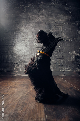 Wallpaper Mural Scottish terrier puppy is posing in studio on a dark background Torontodigital.ca