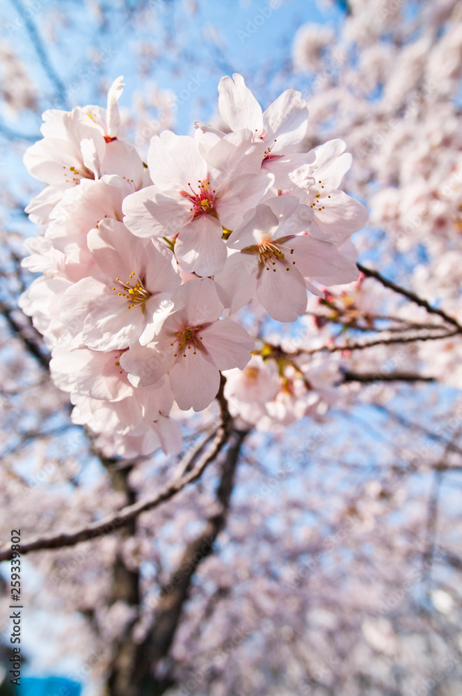 Scientific name is Cerasus ×yedoensis (Matsum.) Masam. & Suzuki ‘Somei-yoshino. Scientific name is Cerasus ×yedoensis (Matsum.) Masam. & Suzuki ‘Somei-yoshino.