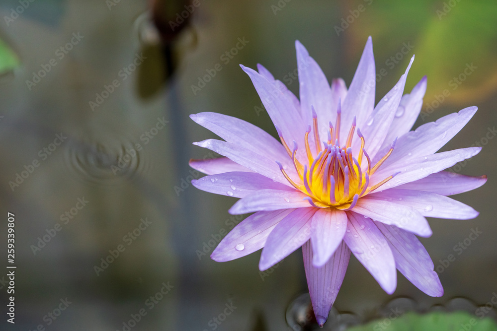 Selective focus close up shot of single purple lotus flower blossom blooming with bee and blurred clear water in the pond and lotus leaf. The meaning of purity of thought and of spirit in buddhism. Selective focus close up shot of single purple lotus flower blossom blooming with bee and blurred clear water in the pond and lotus leaf. The meaning of purity of thought and of spirit in buddhism.