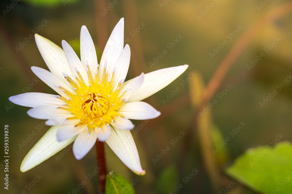 Selective focus close up shot of single pastel purple and white color lotus flower in clear water in the pond with blurred background. The meaning of purity, devotion or rebirth in buddhism. Selective focus close up shot of single pastel purple and white color lotus flower in clear water in the pond with blurred background. The meaning of purity, devotion or rebirth in buddhism.