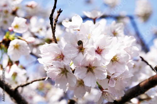 Scientific name is Cerasus ×yedoensis (Matsum.) Masam. & Suzuki ‘Somei-yoshino. 