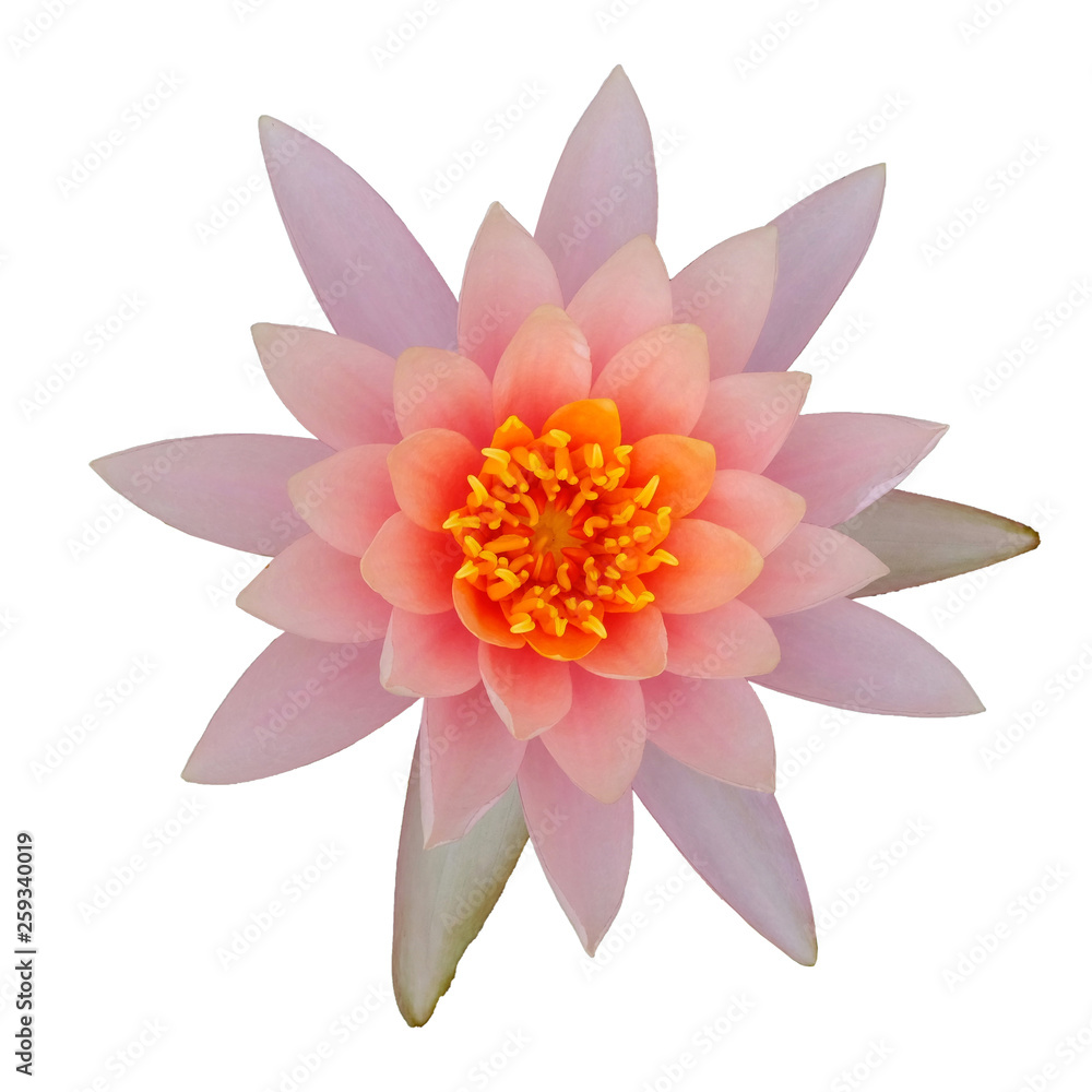 Beautiful lotus isolated on white background. (whit clipping path) Beautiful lotus isolated on white background. (whit clipping path)